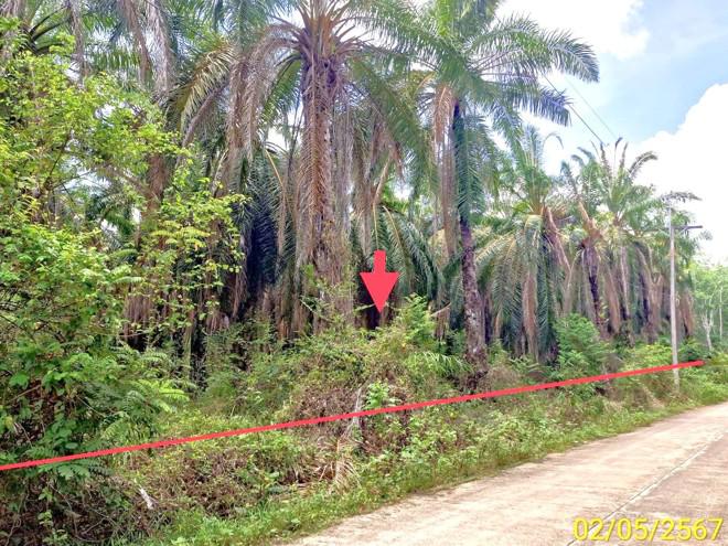 บางด้วน ปะเหลียน ตรัง